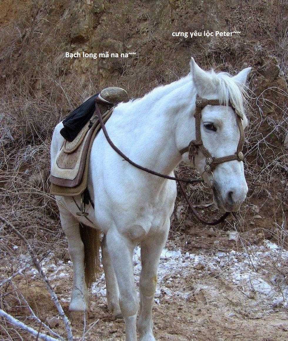 Hổ Đến Chơi Nhà (bản Puchimasu Tự) Chapter 76 trang 75