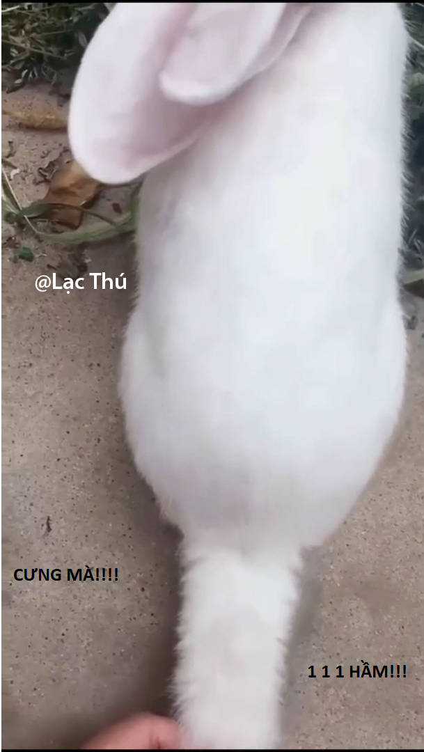 Hổ Đến Chơi Nhà (bản Puchimasu Tự) Chapter 77 trang 82