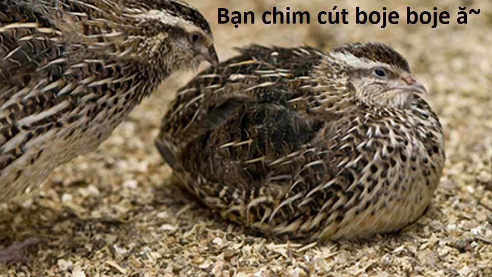 Hổ Đến Chơi Nhà (bản Puchimasu Tự) Chapter 80 trang 79