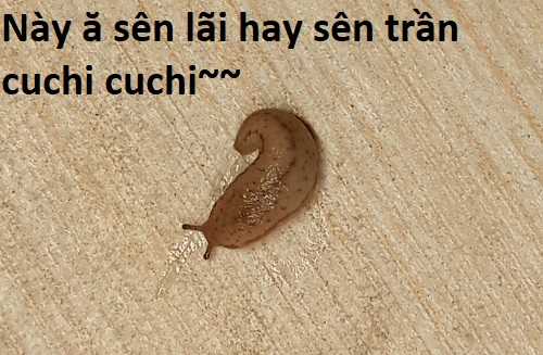 Hổ Đến Chơi Nhà (bản Puchimasu Tự) Chapter 83 trang 65