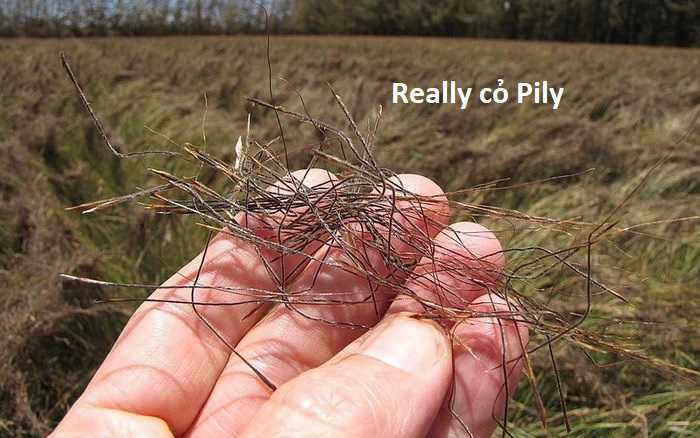 Hổ Đến Chơi Nhà (bản Puchimasu Tự) Chapter 84 trang 92