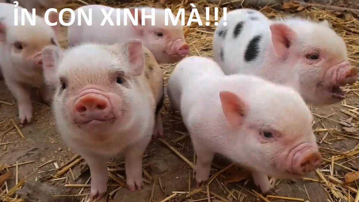 Hổ Đến Chơi Nhà (bản Puchimasu Tự) Chapter 88 trang 63