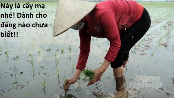 Hổ Đến Chơi Nhà (bản Puchimasu Tự) Chapter 90 trang 83