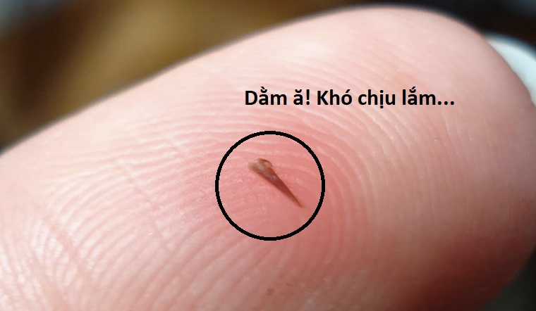 Hổ Đến Chơi Nhà (bản Puchimasu Tự) Chapter 92 trang 78