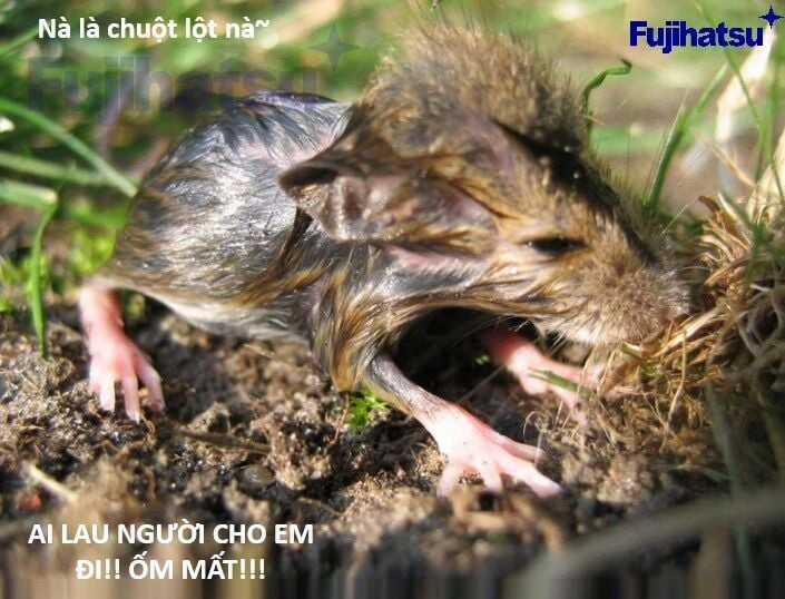 Hổ Đến Chơi Nhà Chapter 128 trang 98