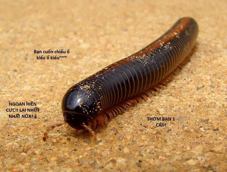 Hổ Đến Chơi Nhà Chapter 130 trang 109