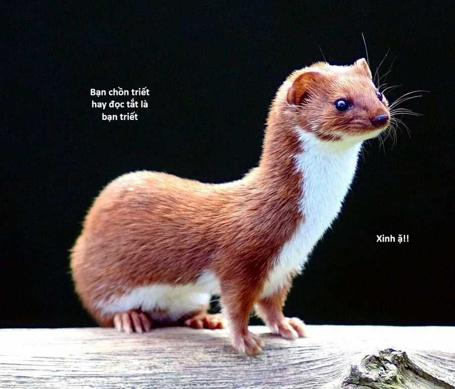 Hổ Đến Chơi Nhà Chapter 130 trang 112