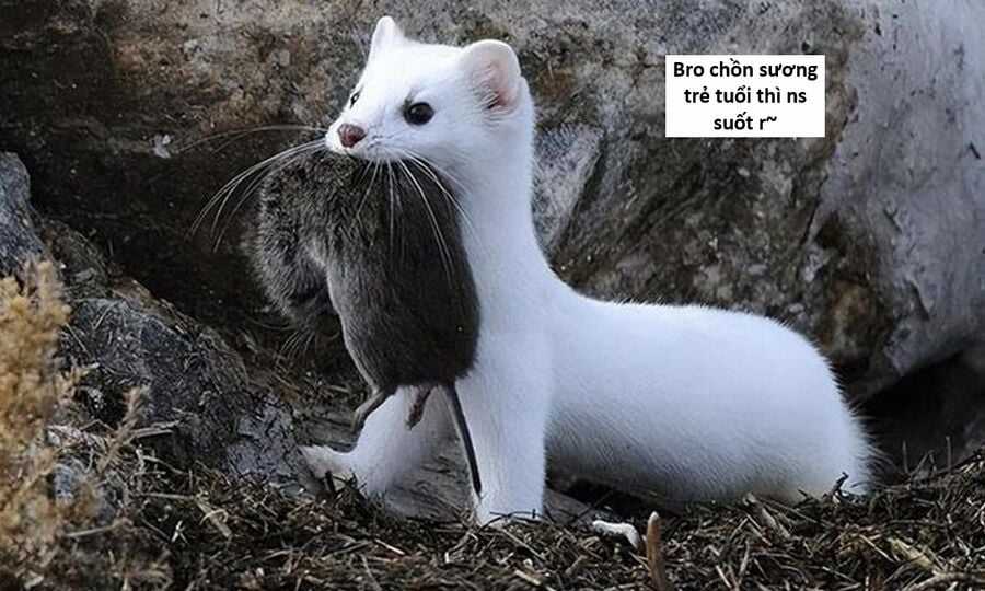 Hổ Đến Chơi Nhà Chapter 130 trang 113