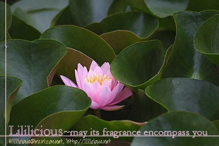 Hoa Hồng Tím Ngọt Ngào Chapter 11 trang 41