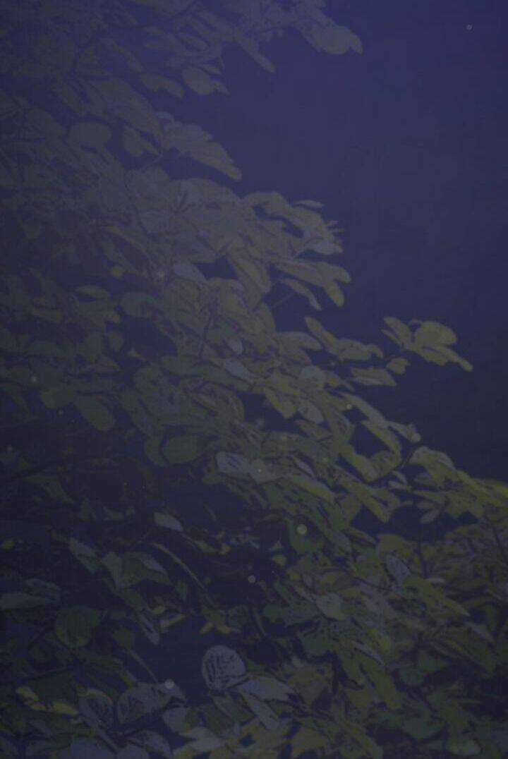 Hoàng Đế Bệ Hạ Là Mãnh Thú Chapter 5 trang 25