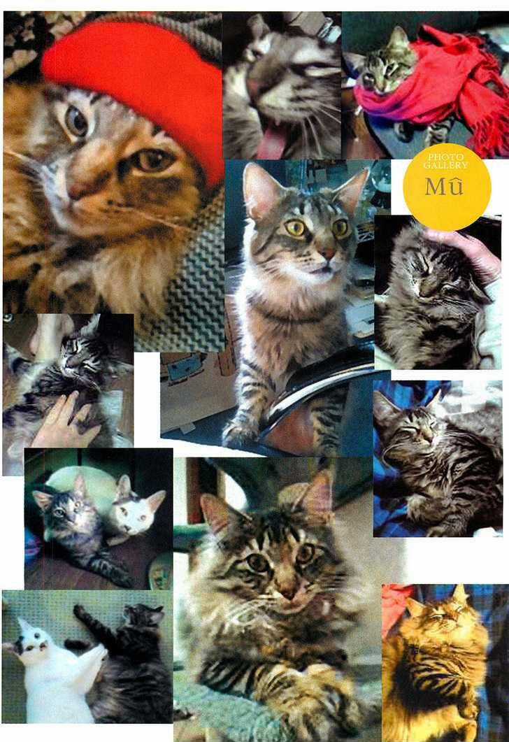 Ito Junji Cat's Diary Chapter 6 trang 11