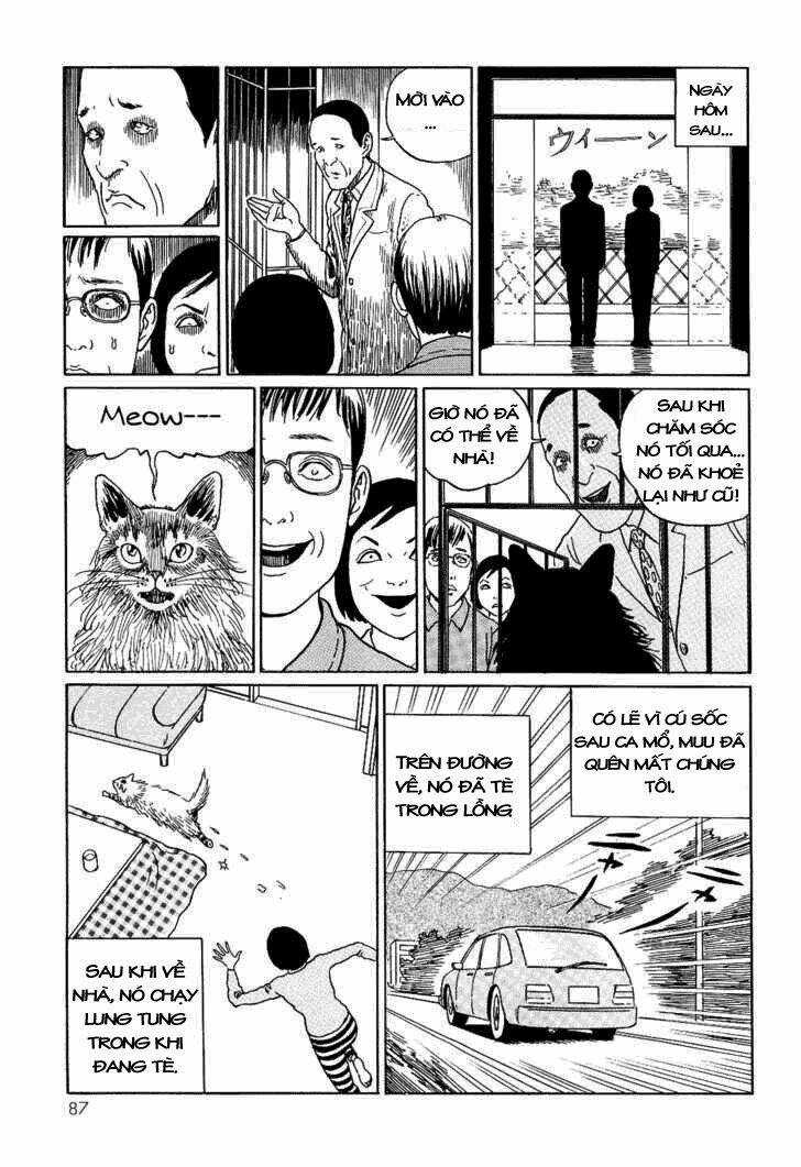 Ito Junji Cat's Diary Chapter 8 trang 8