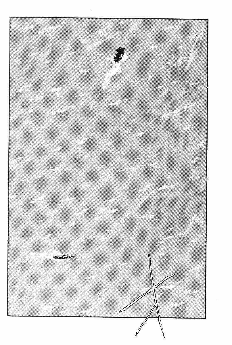 Kaiouki - Hải Hoàng Ký Chapter 109 trang 7