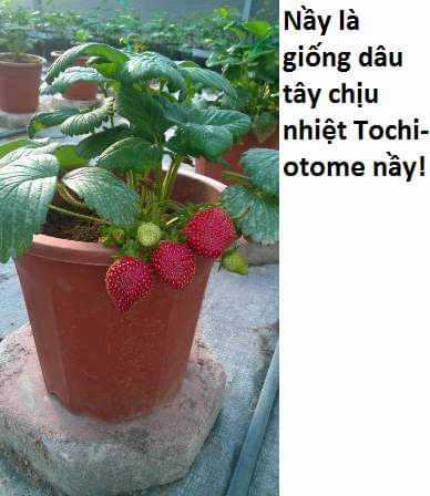 Không Xóa Sổ Con Người Được!! Chapter 21.2 trang 16