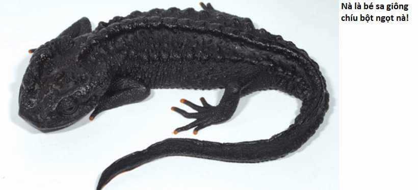 Không Xóa Sổ Con Người Được!! Chapter 26.3 trang 8