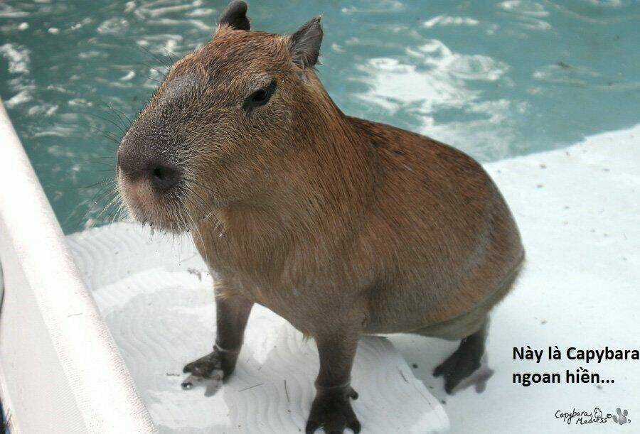 Không Xóa Sổ Con Người Được!! Chapter 3.2 trang 11