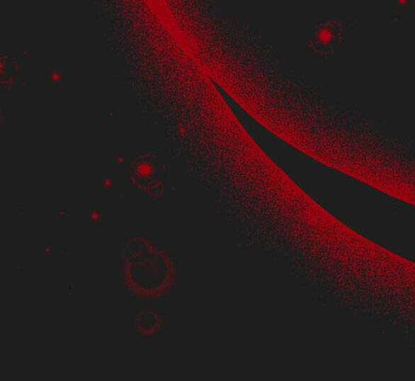 Lời Mời Gọi Của Hậu Cung Chapter 23.2 trang 27