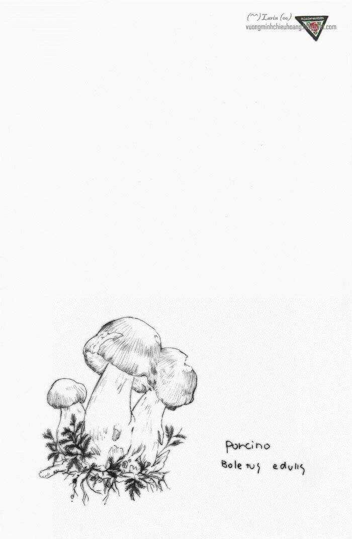 Maiden Rose-Special Chapter 15 trang 19