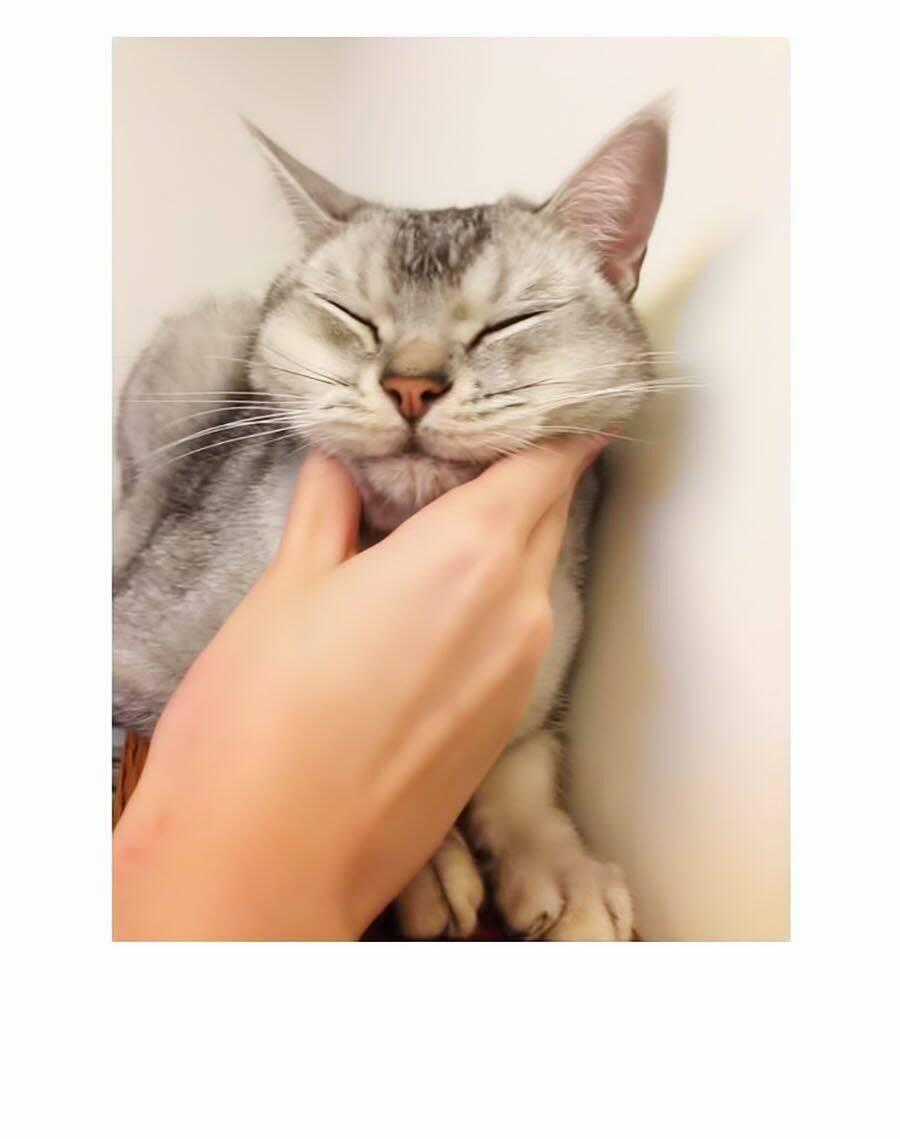 Miêu Hiệp Chapter 8 trang 44