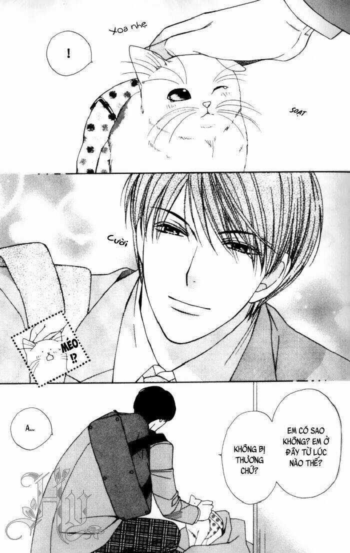 Neko Neko Honey Chapter 1 trang 11