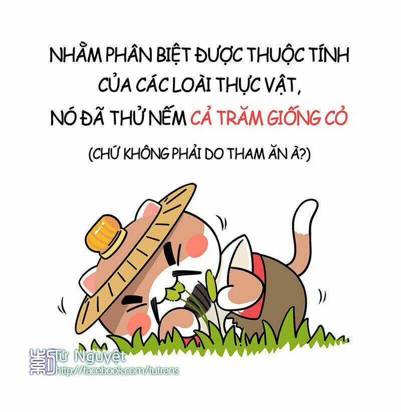 Nếu Lịch Sử Là Một Bầy Mèo Chapter 1 trang 16