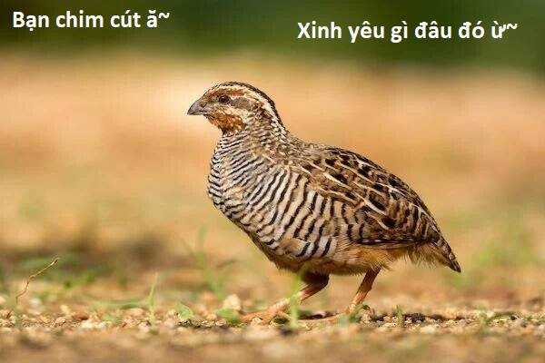 Ngay Cả Khi Hậu Tận Thế, Thật Hạnh Phúc Vẫn Còn Được Sống... Chapter 40.1 trang 13