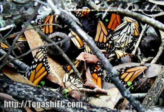 Sát Thủ Mèo Đen Chapter 181 trang 21