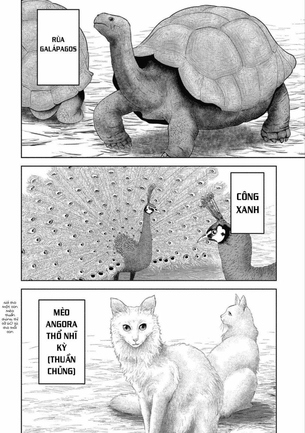 Sengoku Komachi Kurou Tan! Chapter 43 trang 29