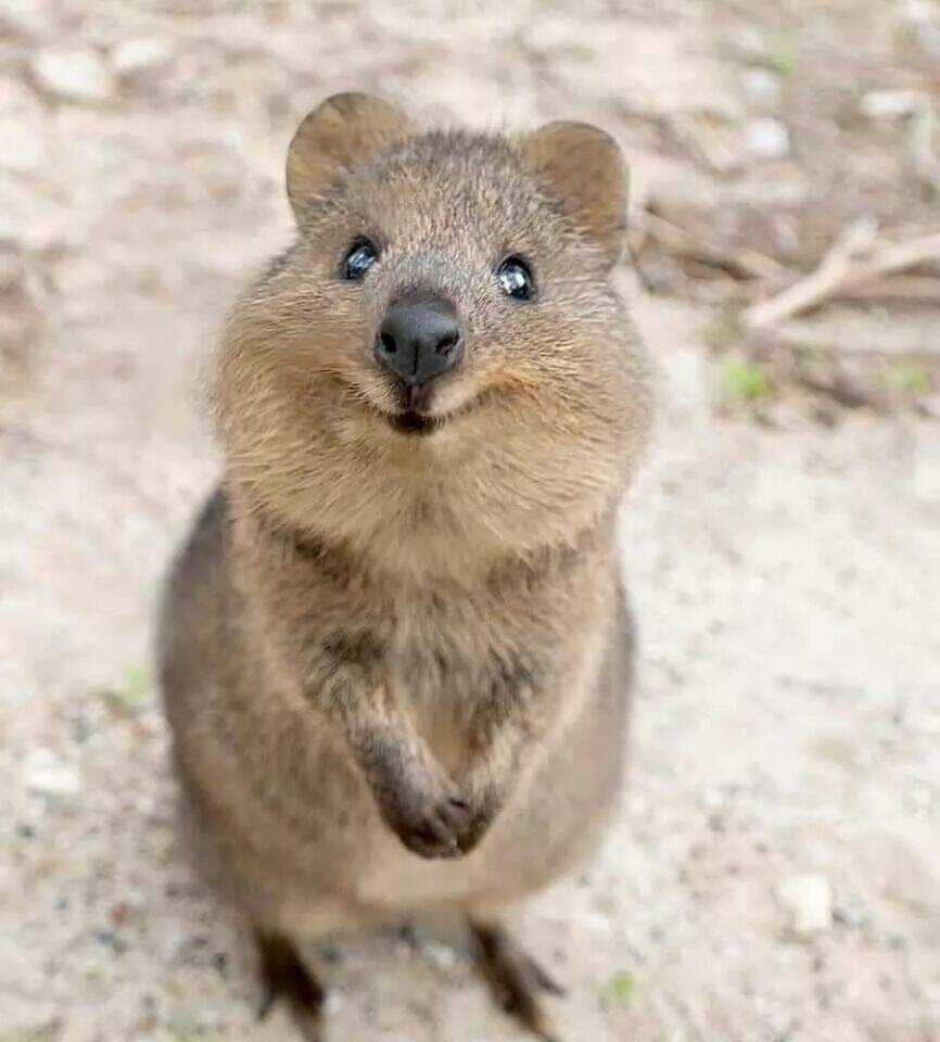 Thái Tử Phi Nhà Ta Thật Hung Hăng Chapter 16 trang 159