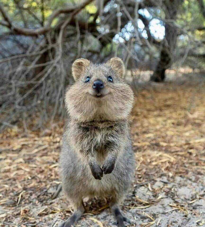 Thái Tử Phi Nhà Ta Thật Hung Hăng Chapter 16 trang 161