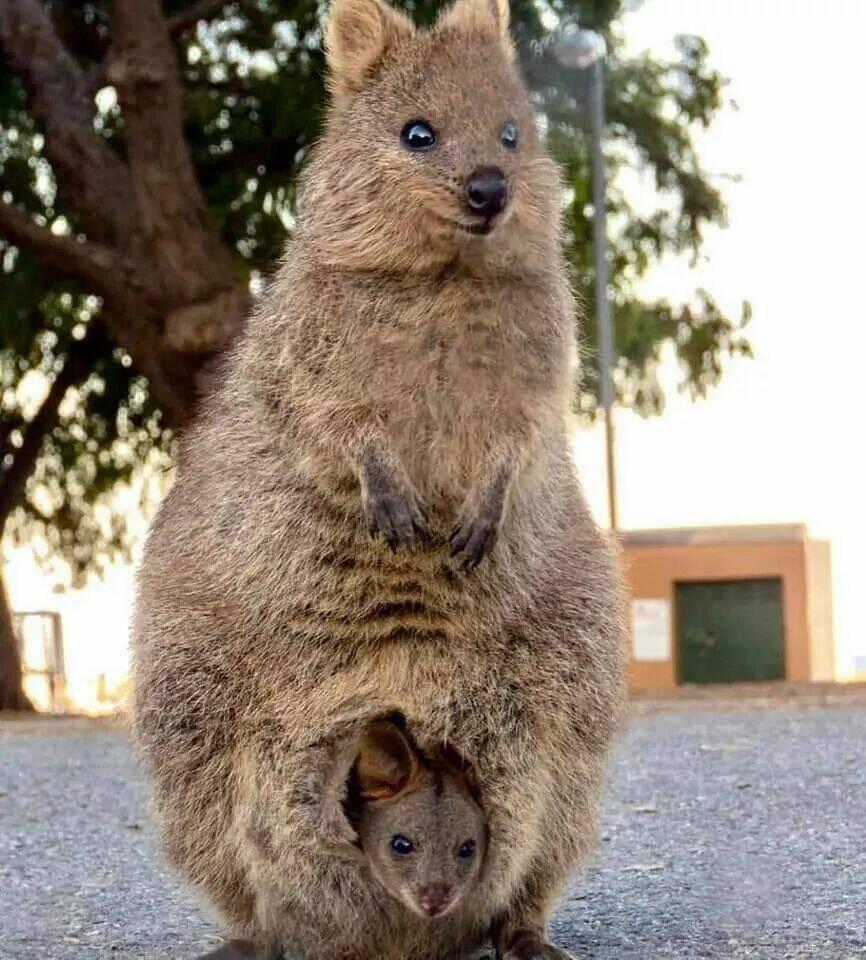 Thái Tử Phi Nhà Ta Thật Hung Hăng Chapter 16 trang 163