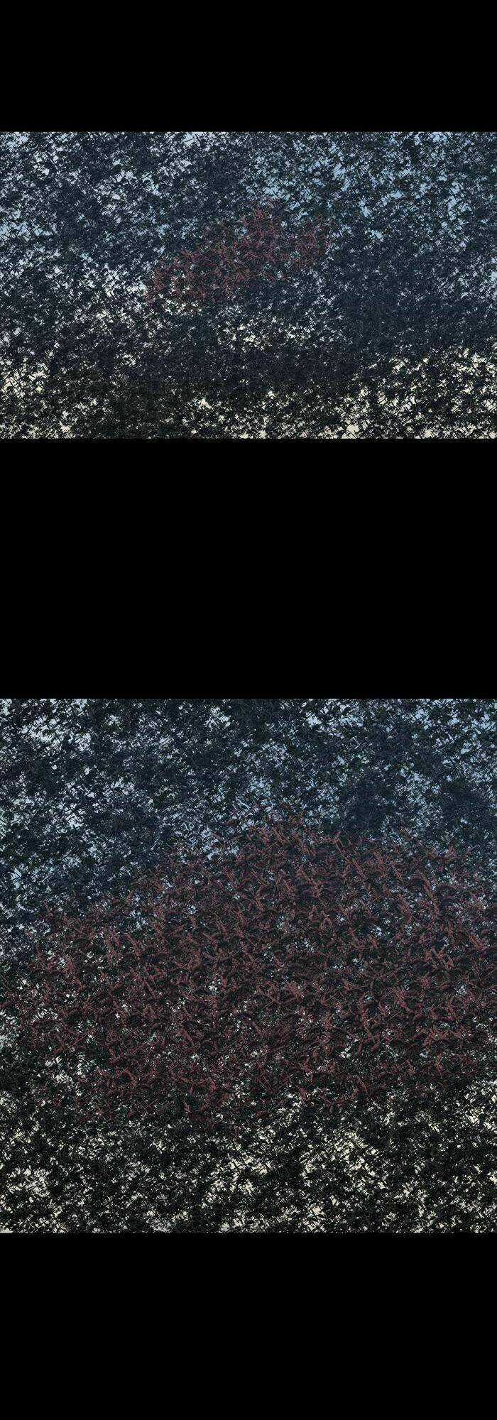 THẢM HỌA ONG ĐỘC Chapter 234 trang 17