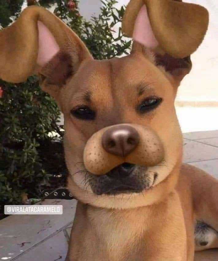 Thanh Gươm Diệt Quỷ Chapter 170 trang 20