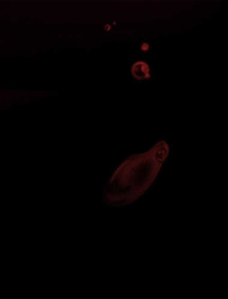 Thanh Kiếm Báo Thù Chapter 2 trang 196