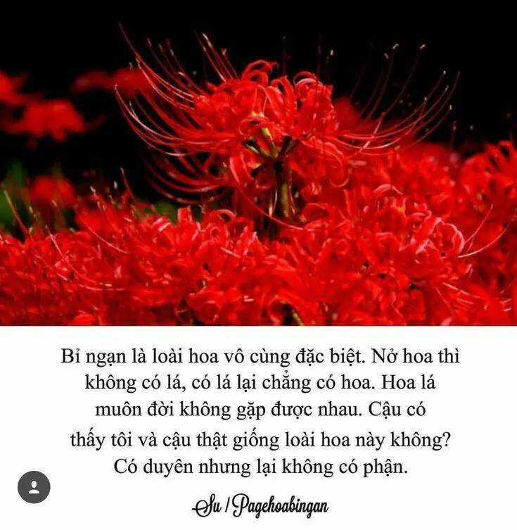 Thất Sách Chuyển Sinh Chapter 19 trang 27