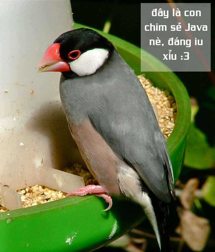 Thế Lực Ngầm Chapter 41 trang 34