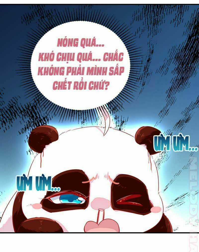 Thiên Thần Gấu Trúc Muốn Được Ôm Chapter 52 trang 11