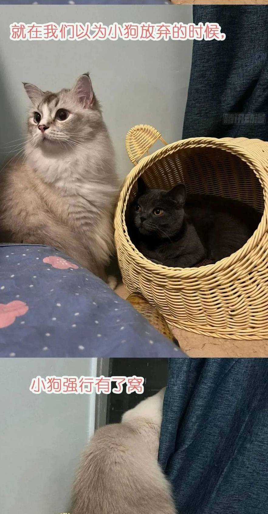 Thú Thế Ngọt Sủng, Tôi Ở Dị Giới Làm Vũ Thần Chapter 36 trang 43