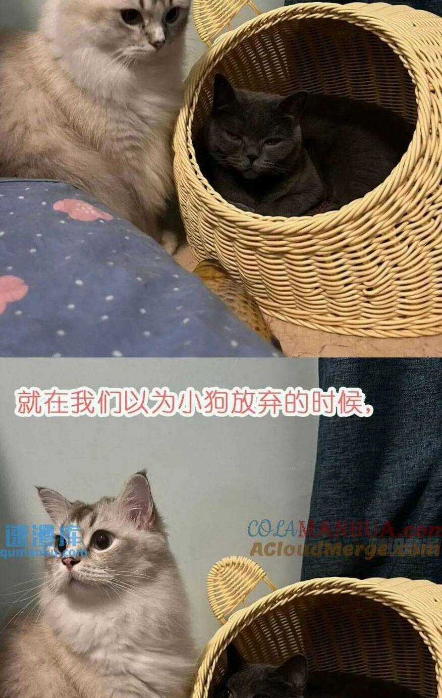 Thú Thế Ngọt Sủng, Tôi Ở Dị Giới Làm Vũ Thần Chapter 40 trang 54