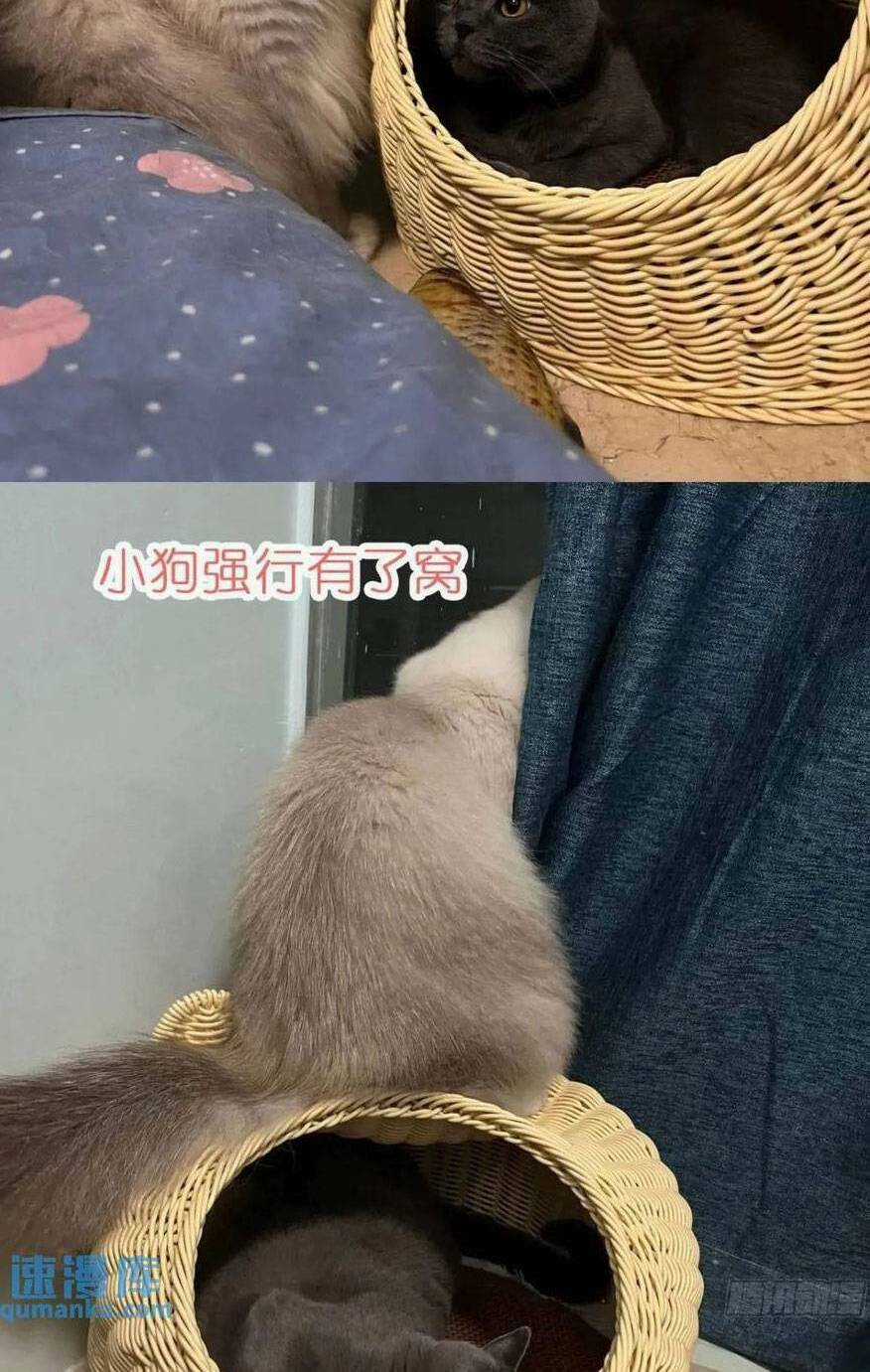 Thú Thế Ngọt Sủng, Tôi Ở Dị Giới Làm Vũ Thần Chapter 40 trang 55