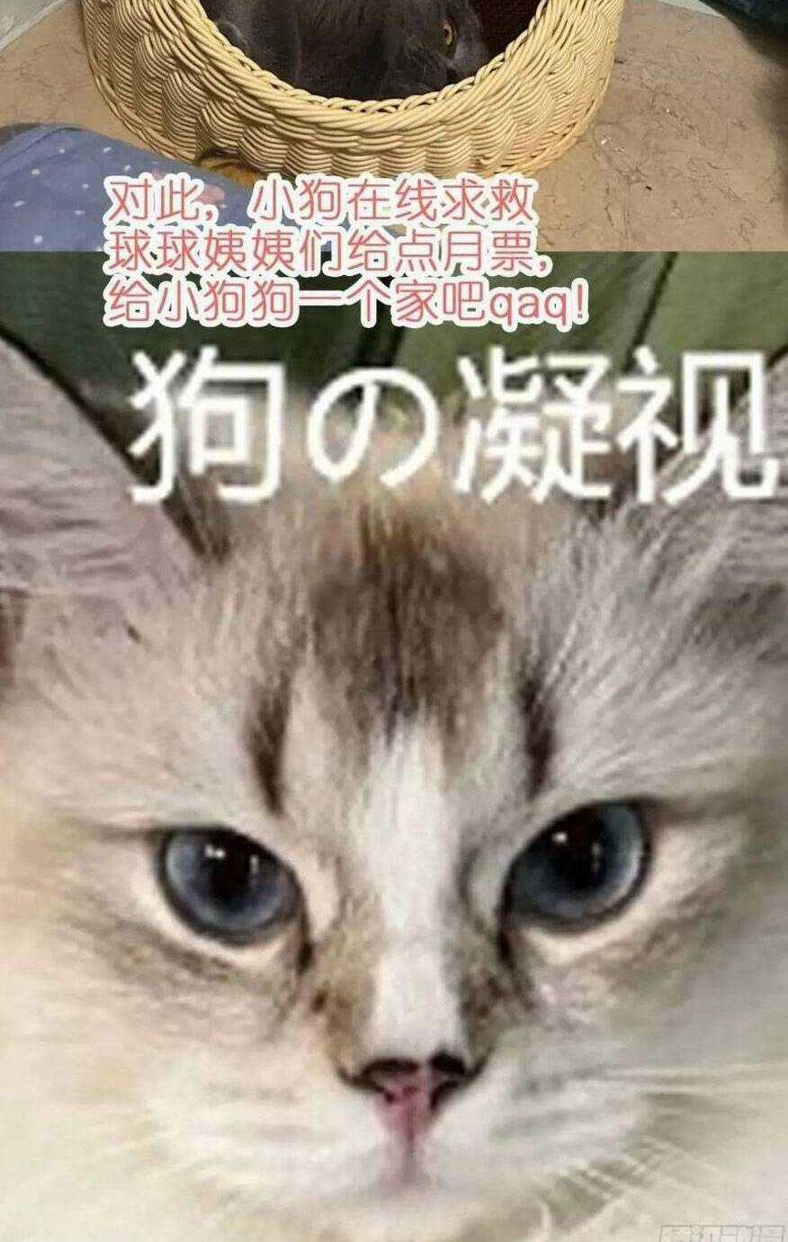 Thú Thế Ngọt Sủng, Tôi Ở Dị Giới Làm Vũ Thần Chapter 40 trang 56