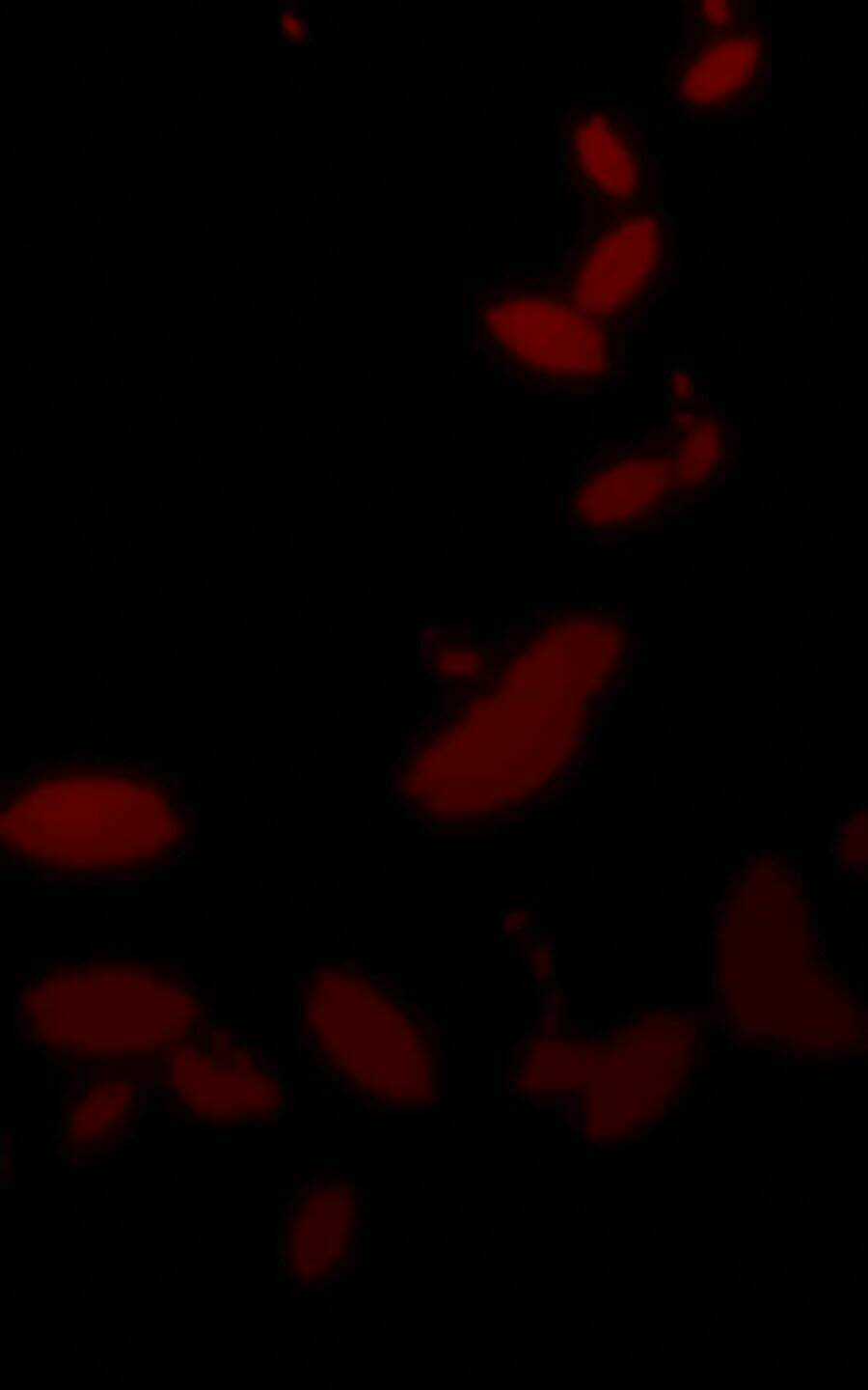 Tình Yêu Này Không Bán Chapter 24 trang 20