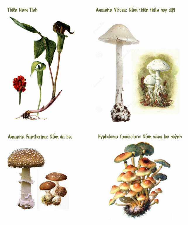 Trậm Điểu Chapter 6 trang 12